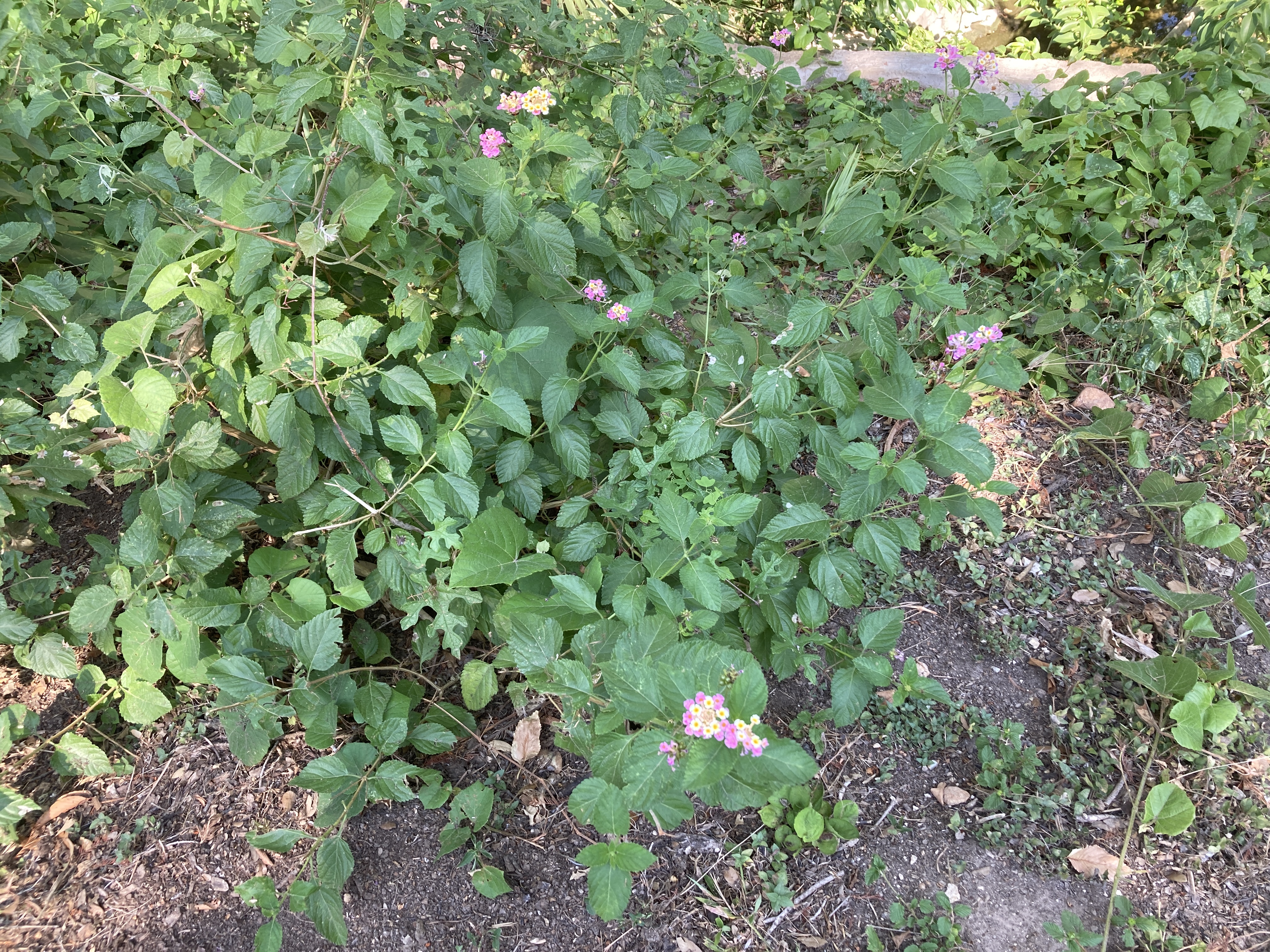 A picture of Lantana